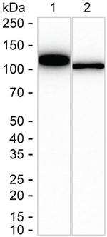 DPYD Antibody in Western Blot (WB)