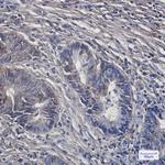PCK2 Antibody in Immunohistochemistry (Paraffin) (IHC (P))