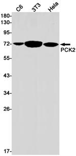 PCK2 Antibody in Western Blot (WB)