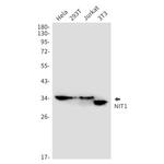 NIT1 Recombinant Rabbit Monoclonal Antibody (K01_1U80)