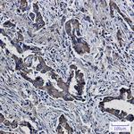 PON2 Recombinant Rabbit Monoclonal Antibody (K01_1W95)