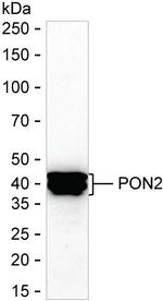 PON2 Antibody in Western Blot (WB)
