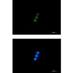 TAP Recombinant Rabbit Monoclonal Antibody (K01_1W06)