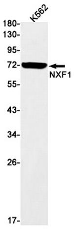 TAP Antibody in Western Blot (WB)