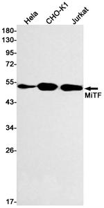 MiTF Antibody in Western Blot (WB)
