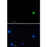 Histone H2A.X Recombinant Rabbit Monoclonal Antibody (K01_1S19)