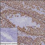Histone H2A.X Antibody in Immunohistochemistry (Paraffin) (IHC (P))