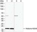 Histone H2A.X Antibody in Western Blot (WB)