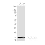 Histone H2A.X Antibody in Western Blot (WB)