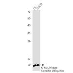 Ubiquitin B Antibody in Western Blot (WB)