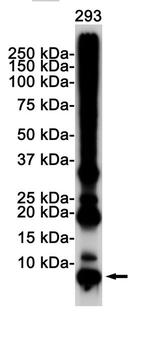 Ubiquitin B Antibody in Western Blot (WB)