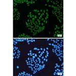 Nuclear Matrix Protein p84 Antibody in Immunocytochemistry (ICC/IF)