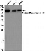 Nuclear Matrix Protein p84 Antibody in Western Blot (WB)