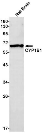 CYP1B1 Antibody in Western Blot (WB)