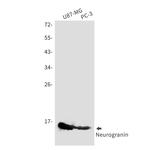 NRGN Recombinant Rabbit Monoclonal Antibody (K01_1U71)