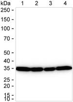 REA Antibody in Western Blot (WB)