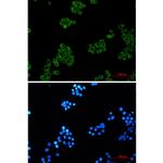 EHD1 Recombinant Rabbit Monoclonal Antibody (K01_1Q63)