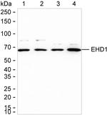 EHD1 Antibody in Western Blot (WB)