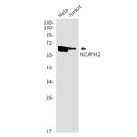 NCAPH2 Recombinant Rabbit Monoclonal Antibody (K01_1U41)