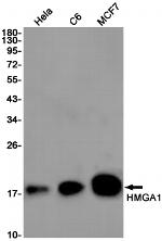 HMGA1 Antibody in Western Blot (WB)