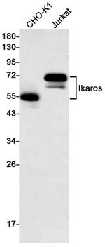IKAROS Antibody in Western Blot (WB)