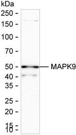 JNK2 Antibody in Western Blot (WB)