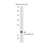 Cyclophilin B Antibody in Western Blot (WB)