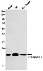 Cyclophilin B Recombinant Rabbit Monoclonal Antibody (K01_1Q06)