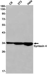 Syntaxin 4 Recombinant Rabbit Monoclonal Antibody (K01_1Y96)