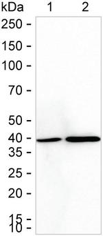 GOT2 Antibody in Western Blot (WB)