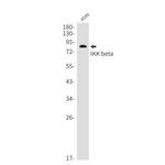 IKK beta Antibody in Western Blot (WB)