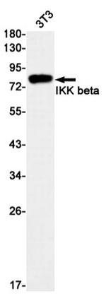 IKK beta Antibody in Western Blot (WB)