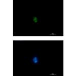 RUNX1/RUNX2/RUNX3 Recombinant Rabbit Monoclonal Antibody (K01_1X98)