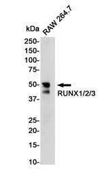 RUNX1/RUNX2/RUNX3 Antibody in Western Blot (WB)