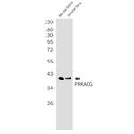 PKA gamma Antibody in Western Blot (WB)