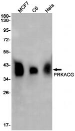 PKA gamma Antibody in Western Blot (WB)