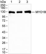 MYO1B Antibody in Western Blot (WB)