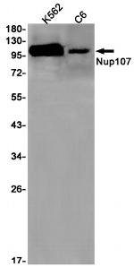 NUP107 Antibody in Western Blot (WB)