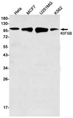 Kinesin 5B Antibody in Western Blot (WB)