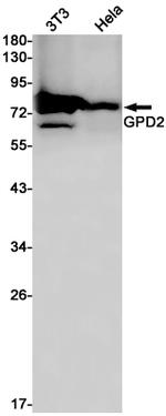 GPD2 Antibody in Western Blot (WB)