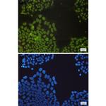 NRF1 Recombinant Rabbit Monoclonal Antibody (K01_1U90)
