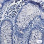 NRF1 Antibody in Immunohistochemistry (Paraffin) (IHC (P))