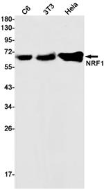 NRF1 Antibody in Western Blot (WB)
