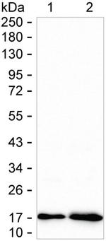 MGST3 Antibody in Western Blot (WB)