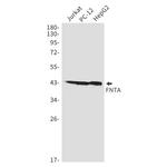 FNTA Recombinant Rabbit Monoclonal Antibody (K01_1R24)