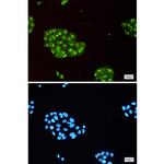 IFITM3 Recombinant Rabbit Monoclonal Antibody (K01_1R35)