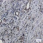 IFITM3 Antibody in Immunohistochemistry (Paraffin) (IHC (P))