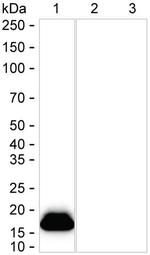 IFITM3 Antibody in Western Blot (WB)