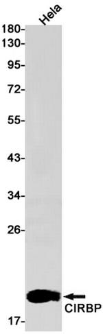 CIRBP Antibody in Western Blot (WB)