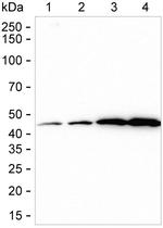 PGK1 Antibody in Western Blot (WB)